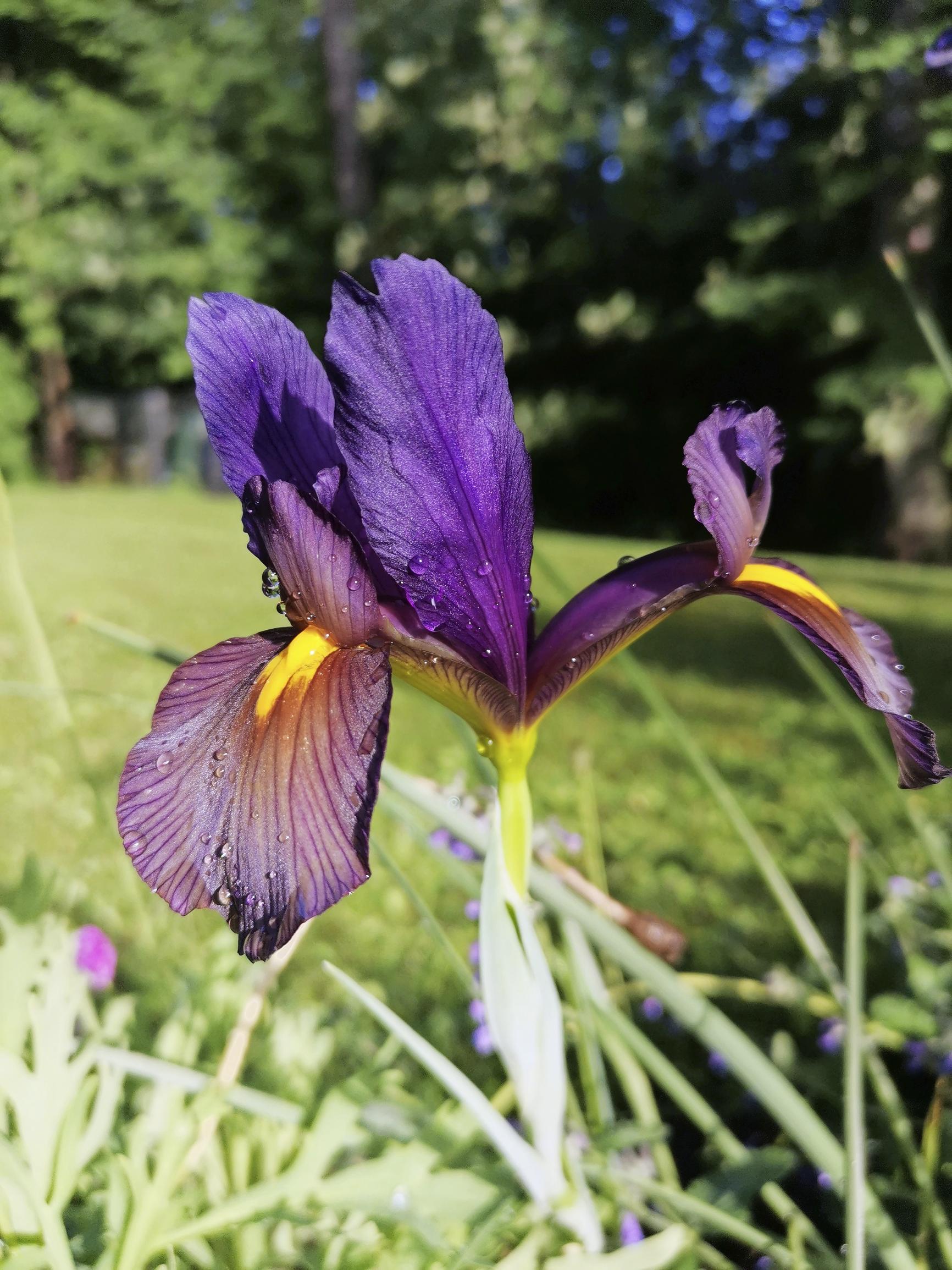 Kurjenmiekka Eli Iiris Harrastajan Vinkit Kasvatukseen Viherpiha kurjenmiekka-eli-iiris-harrastajan-vinkit-kasvatukseen-viherpiha